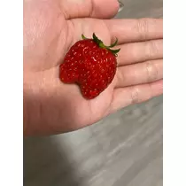 りん
