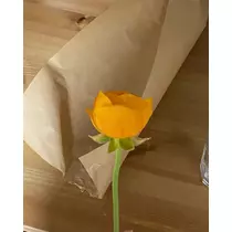 緑 四葉