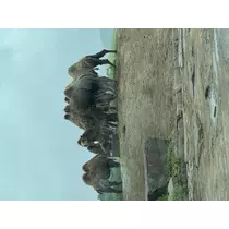 にこる