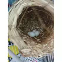 ちよママ