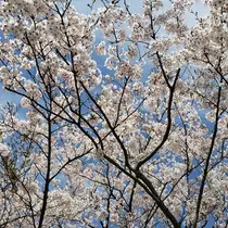 RIKO