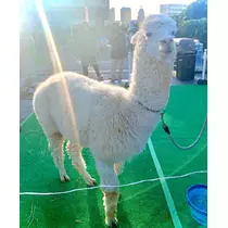 あん
