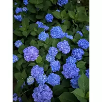 なお