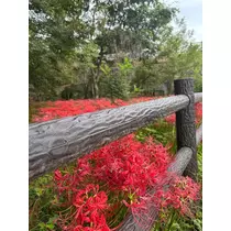 水田 まり