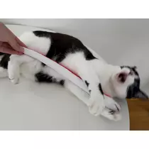 らん