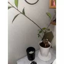 北の関まほの海