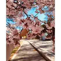 あや