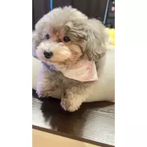 うづき ふうか