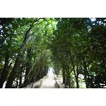 香川 ゆい
