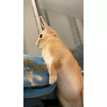鼻のアナナ（スタッフ）