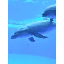 らら