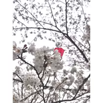 らら