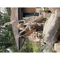 さやか