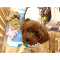 あかり