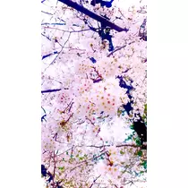 かれん