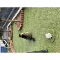 翠