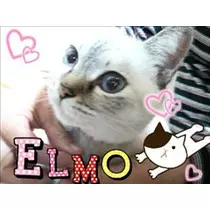 あんな