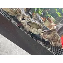 美月