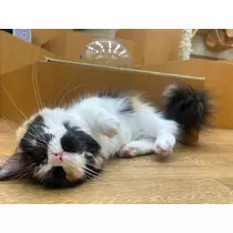 ベリー