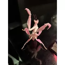 七星 夏純