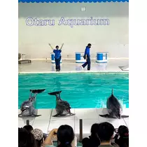 緑 四葉