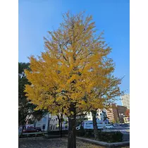 りか