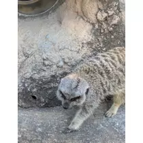 みこと