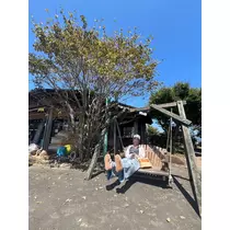 翠