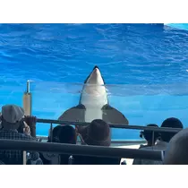 えりか