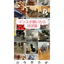 紫音