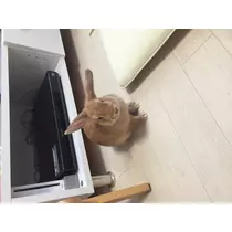 如月 凛