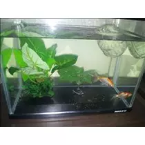 桃瀬 百華