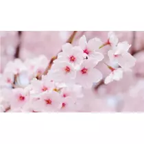 かおり