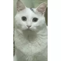 あずき