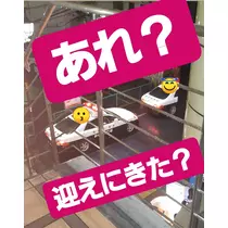 紫音