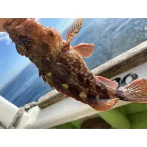 かれん