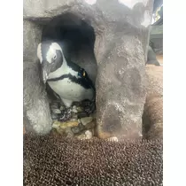 みらい