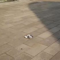 ハルカ