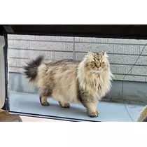 りか