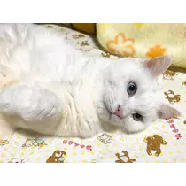 あいる