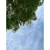 きょう