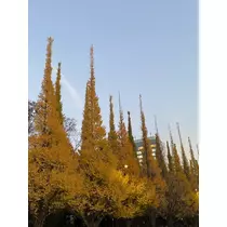 みさ