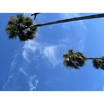 ルナ