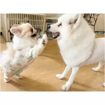 涼風 あき