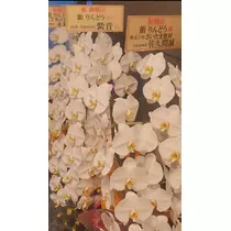 紫音