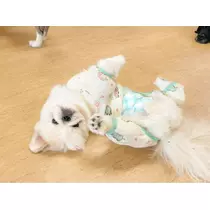 涼風 あき
