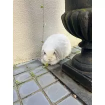 桜井 ちひろ