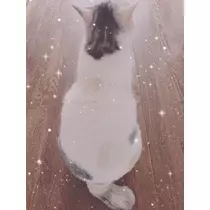 月島 めい