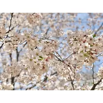 華