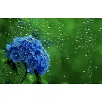 かおり